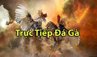 tructiepdaga